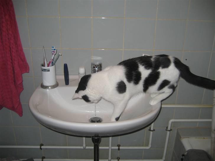 Huskat LilleMis - Hmm, sikke noget mærkeligt noget.. billede 14