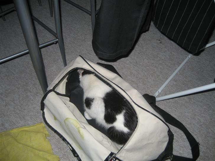 Huskat LilleMis - Gemmeleg =) billede 15