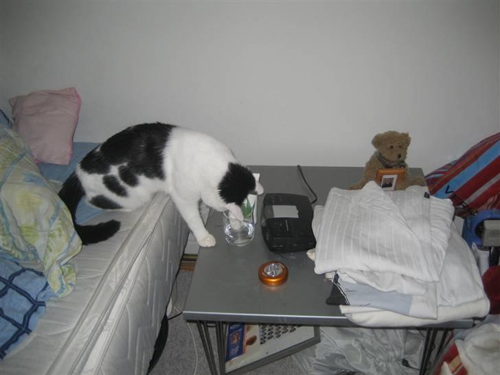 Huskat LilleMis - Vand? hvad er dog det for noget? billede 16