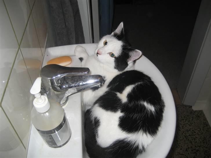 Huskat LilleMis - Her elsker jeg så at ligge.. =) billede 17