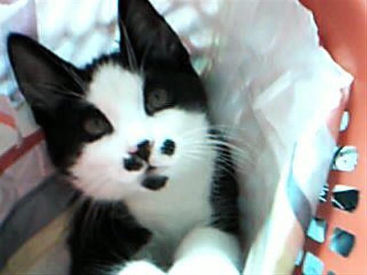 Huskat dot - hva´ laur duh? billede 1