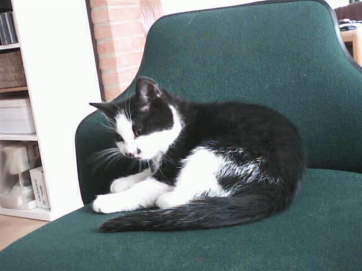 Huskat dot - jeg er træt! billede 2