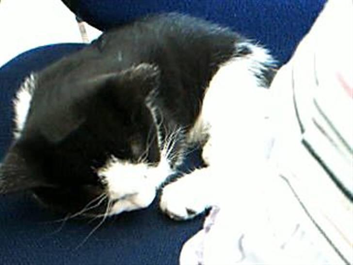 Huskat dot - zZzZzZzZzZz billede 3