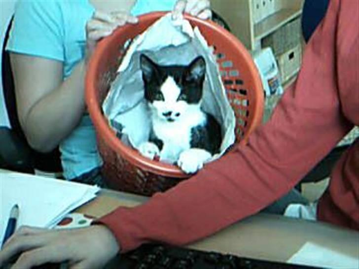 Huskat dot - elsker min skraldespand! billede 4