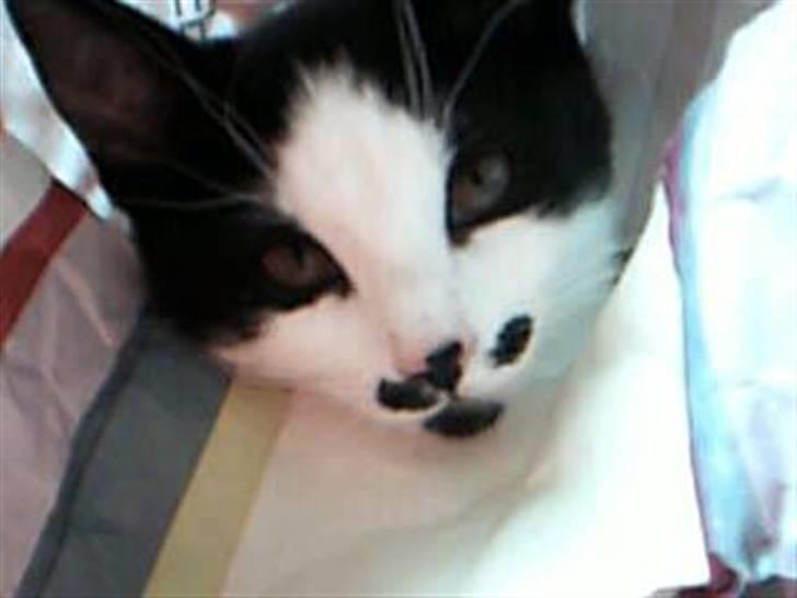 Huskat dot - hej billede 5