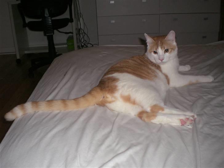 Huskat Speedy billede 5