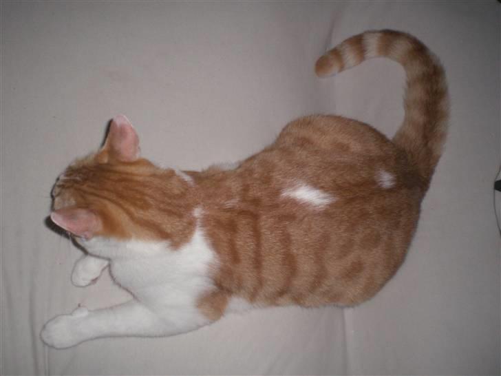 Huskat Speedy - Hans fine prikker... billede 6