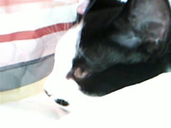 Huskat dot billede 6