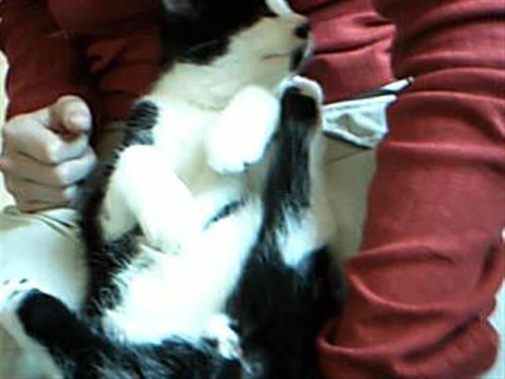 Huskat dot billede 7