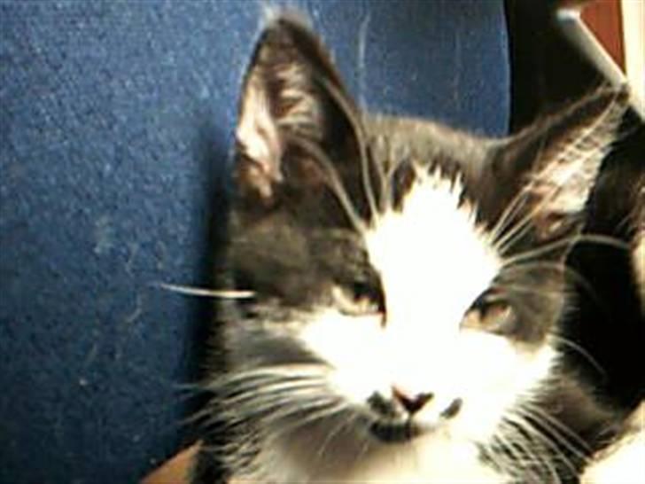 Huskat dot billede 8