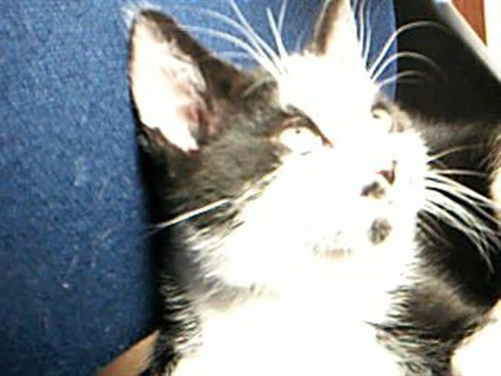 Huskat dot - snakker duh til mig? billede 9