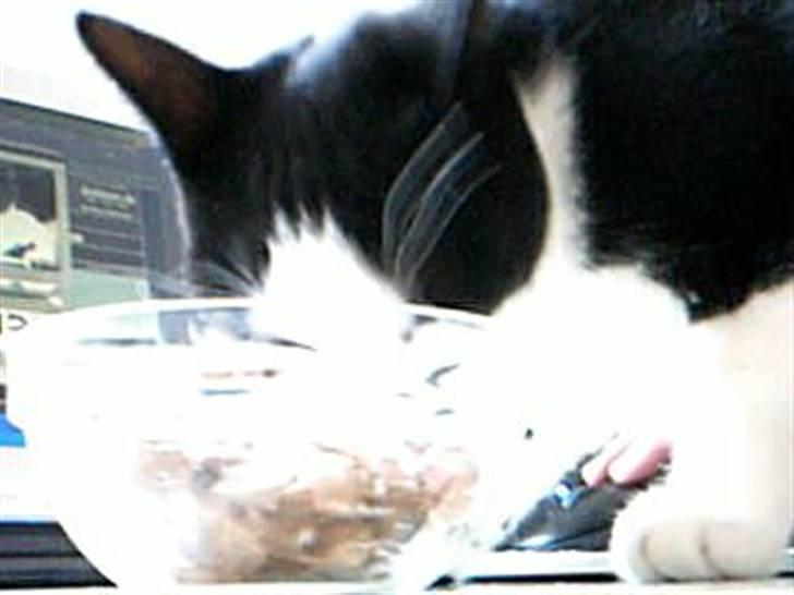 Huskat dot - mmmmmmmmmmmmm elsker mad billede 10