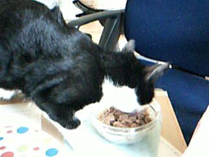 Huskat dot billede 11