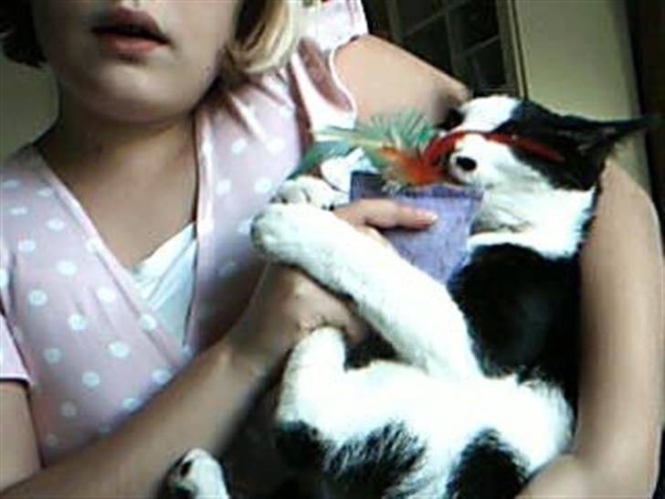 Huskat dot - jubii legetøj billede 12