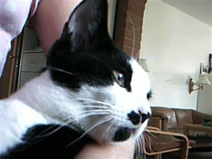 Huskat dot billede 13