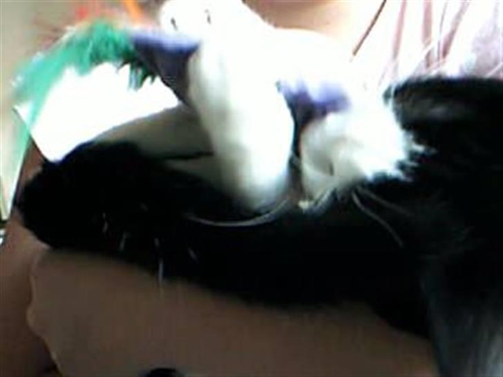 Huskat dot billede 14