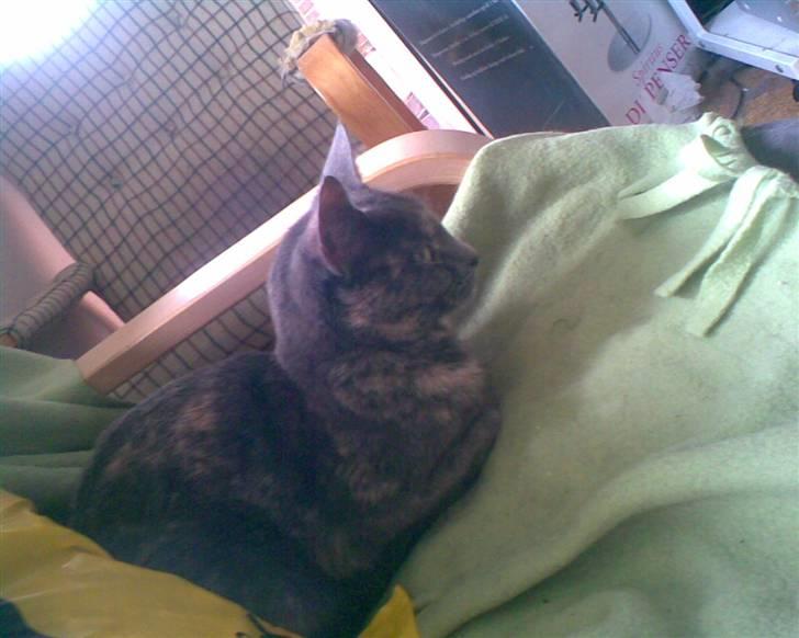 Huskat Frederikke død billede 8