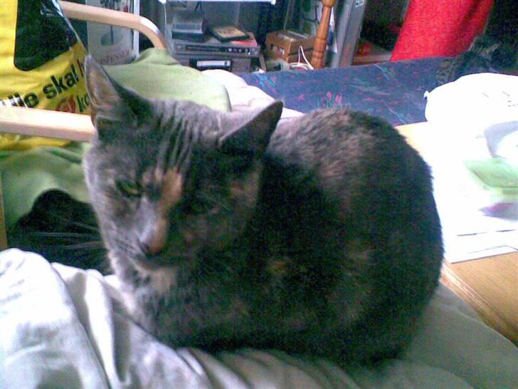 Huskat Frederikke død billede 9