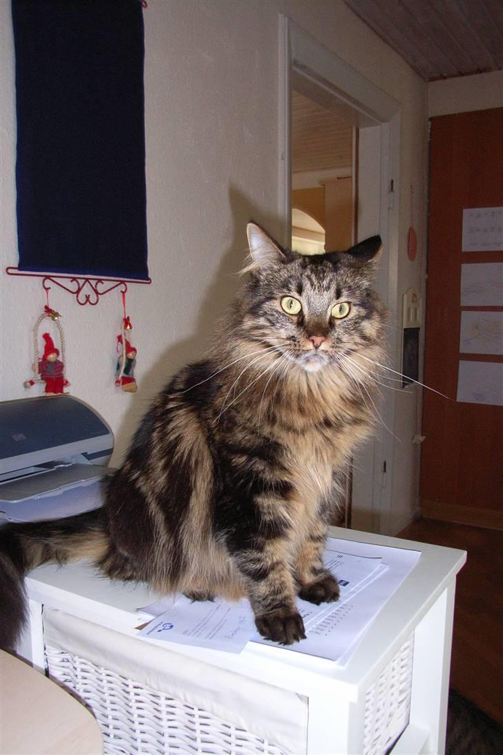 Blanding af racer Twist - Twist i julen 2006 billede 7