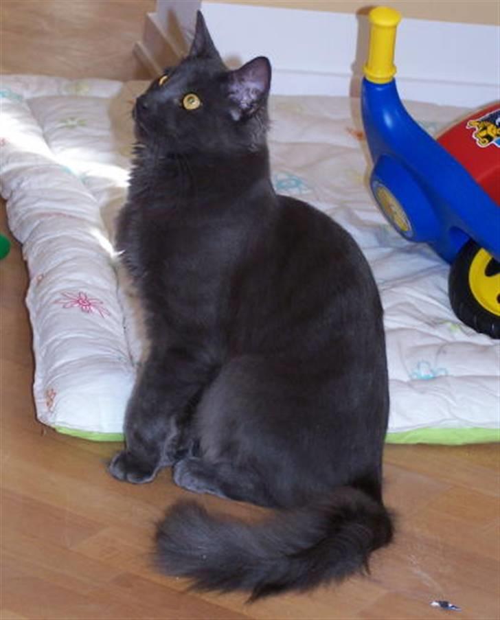 Norsk Skovkat Indigo Icedragon av Myrkw billede 9