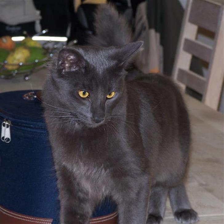 Norsk Skovkat Indigo Icedragon av Myrkw billede 10