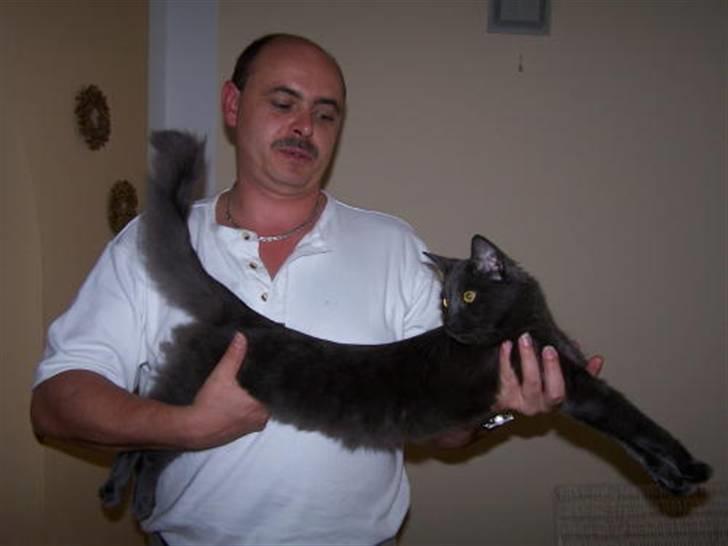 Norsk Skovkat Indigo Icedragon av Myrkw - Indigo i showposition billede 11