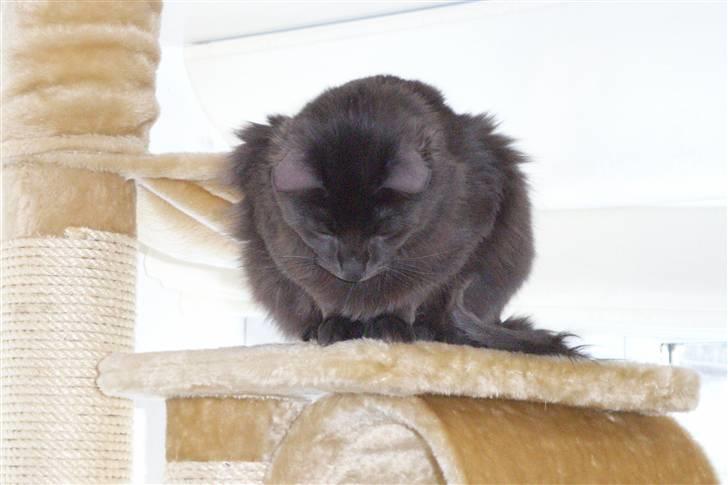 Norsk Skovkat Indigo Icedragon av Myrkw - Hmmm.... er det en mus dernede billede 12