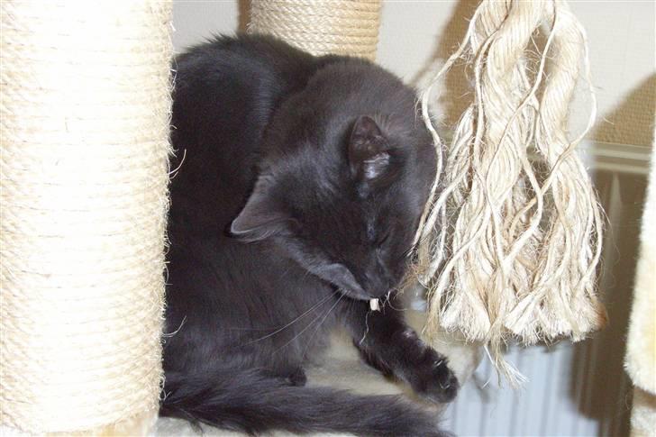 Norsk Skovkat Indigo Icedragon av Myrkw - Gumle gumle gnaske billede 13