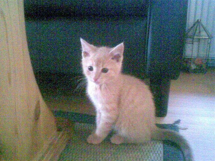 Blanding af racer Mogens <33 billede 1