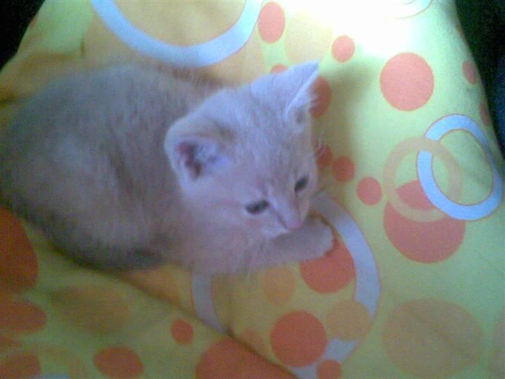 Blanding af racer Mogens <33 billede 2