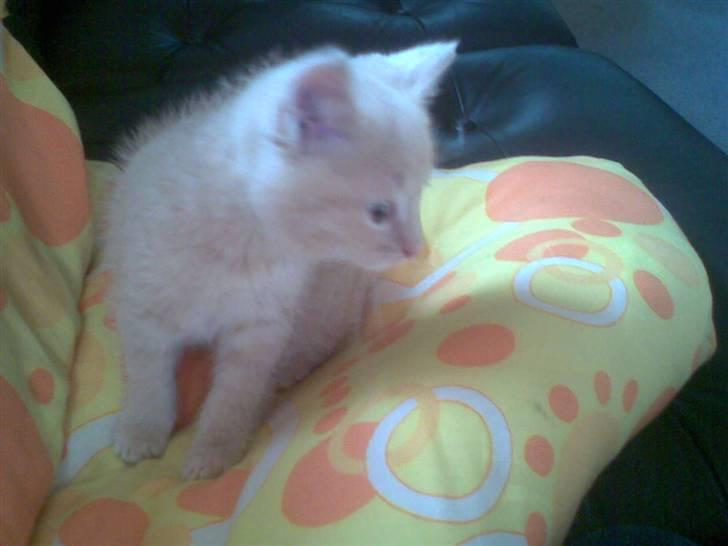 Blanding af racer Mogens <33 billede 3