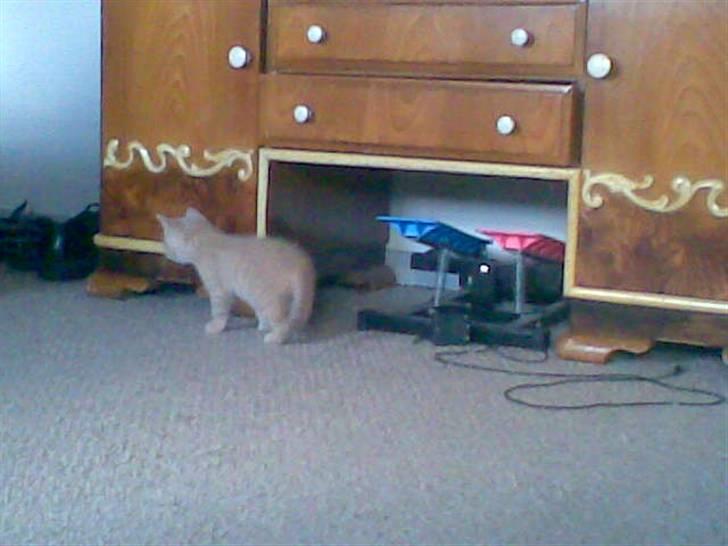 Blanding af racer Mogens <33 billede 4