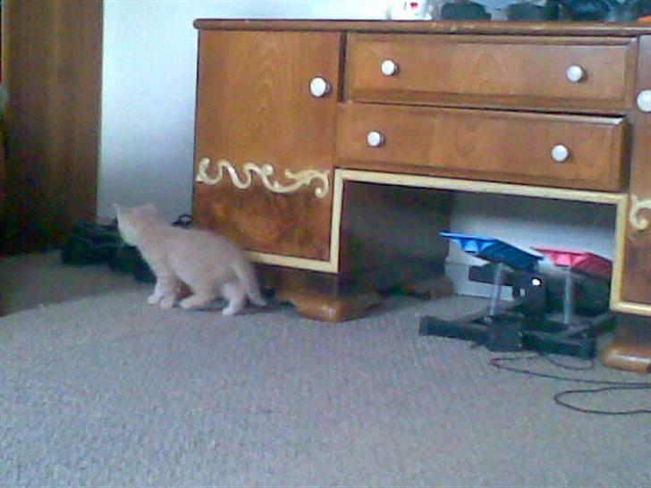 Blanding af racer Mogens <33 billede 5