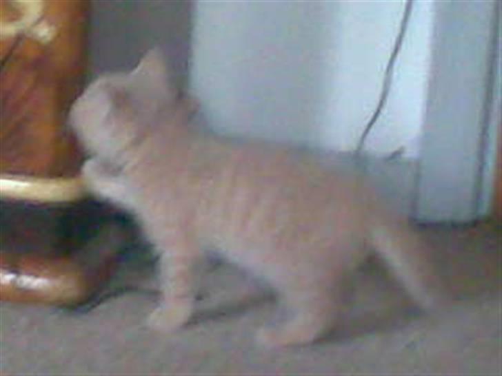 Blanding af racer Mogens <33 billede 6