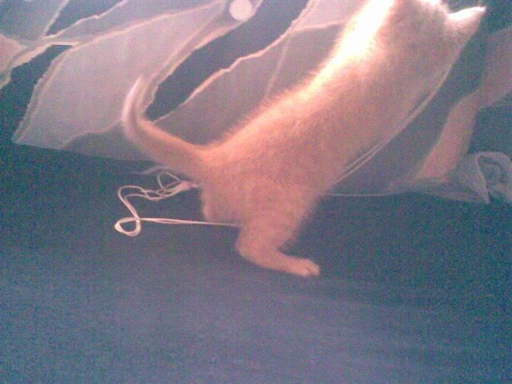 Blanding af racer Mogens <33 billede 8