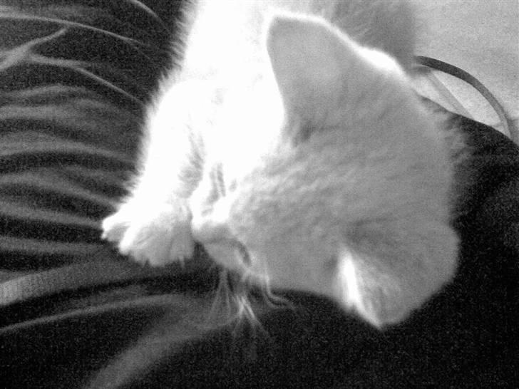 Blanding af racer Mogens <33 billede 9