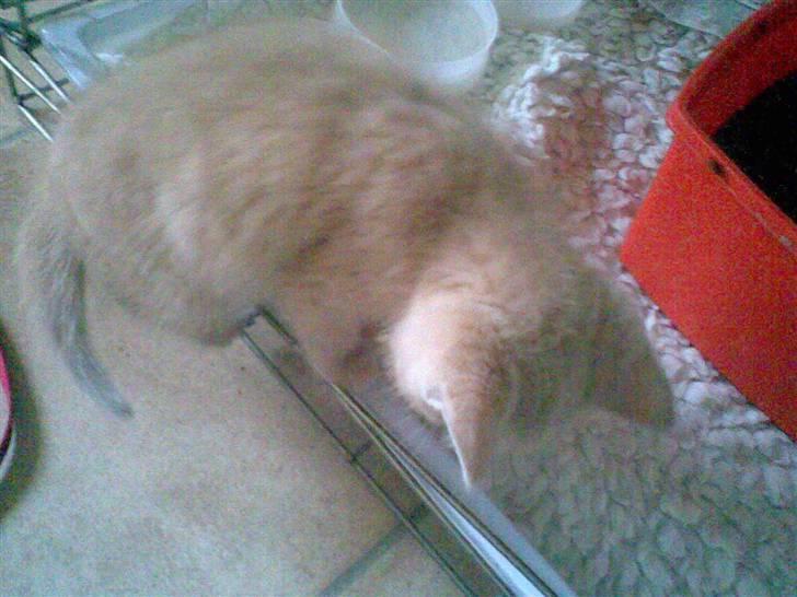 Blanding af racer Mogens <33 billede 10