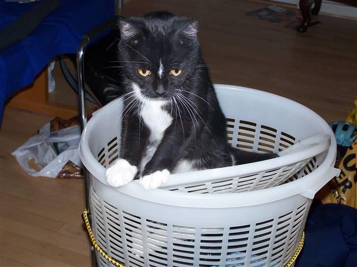 Huskat basse - jeg kan godt lide at ligge i det ny vasket tøj for det er dejlig lunt billede 1