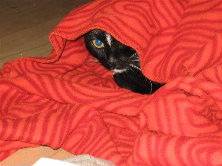 Huskat basse - elsker at gemme mig  billede 2