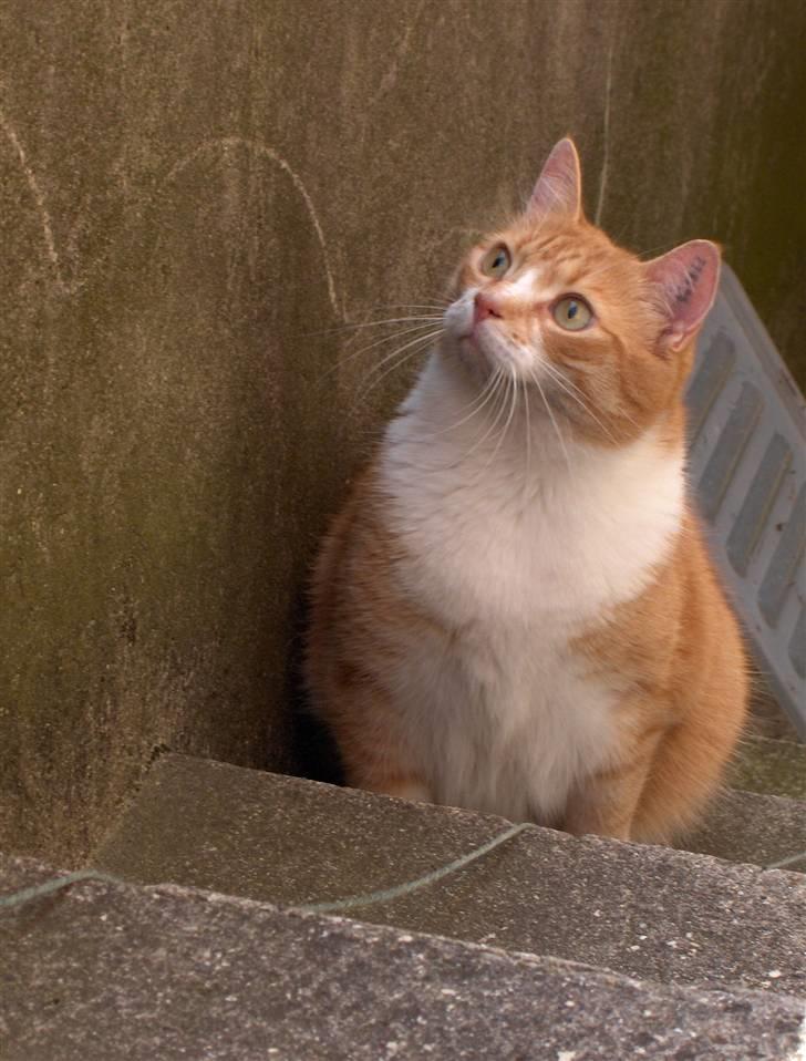 Huskat Fie billede 18