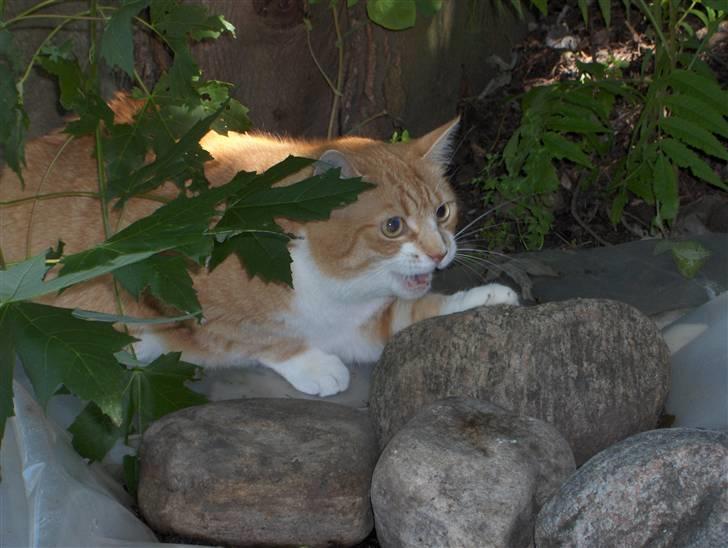 Huskat Fie - Der er ikke nogen der skal komme ind i min have (her er det naboens kat der jages  på flugt.) billede 19