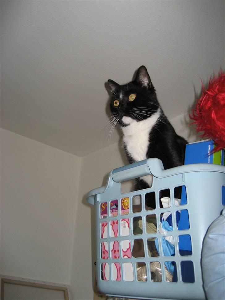 Huskat basse - det er sjovt at komme højt til værs billede 3