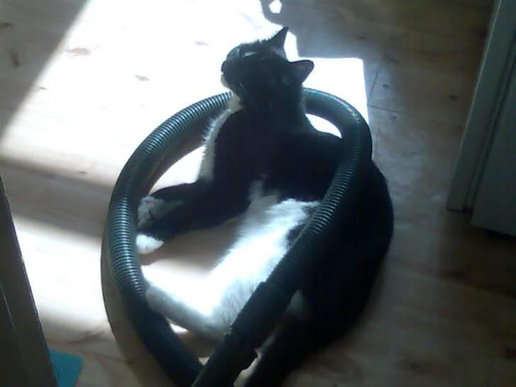 Huskat basse billede 4