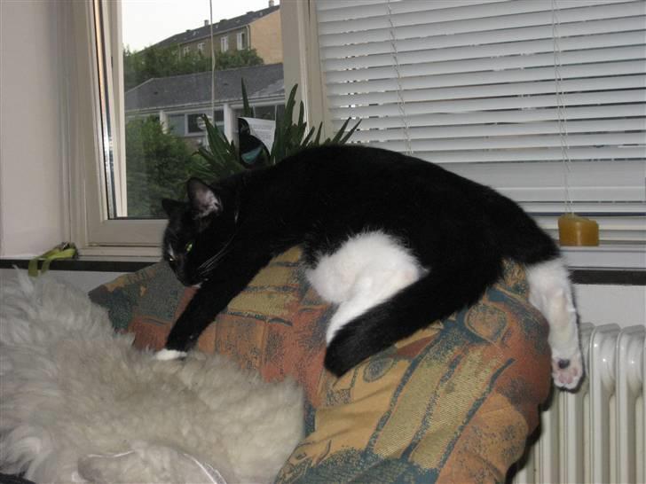 Huskat basse - det er dejligt at ligge og sove på stolen billede 5