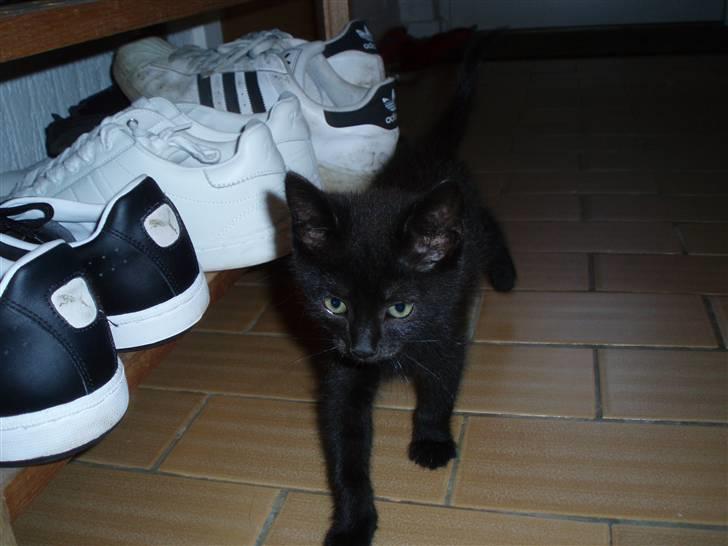 Blanding af racer Jack (Black Jack)  - Se lige mig :) billede 1