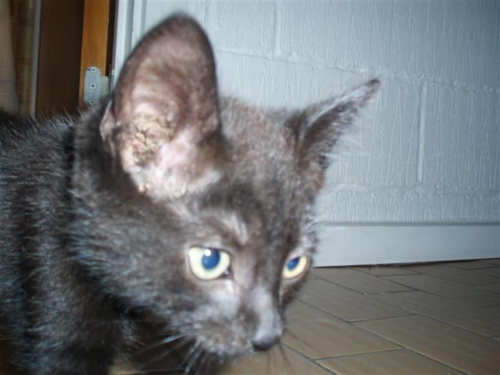 Blanding af racer Jack (Black Jack)  - Jeg har store flotte ører :P billede 2