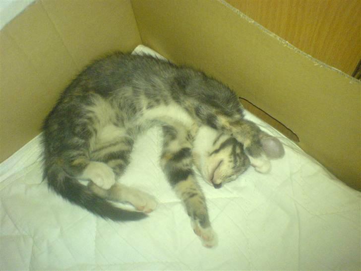 Huskat Cirkeline *Givet væk* . - Jeg elsker at sove !! billede 3