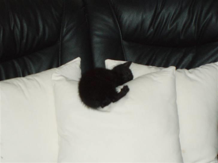 Blanding af racer Jack (Black Jack)  - Jeg ligger højt oppe og sover ... billede 3