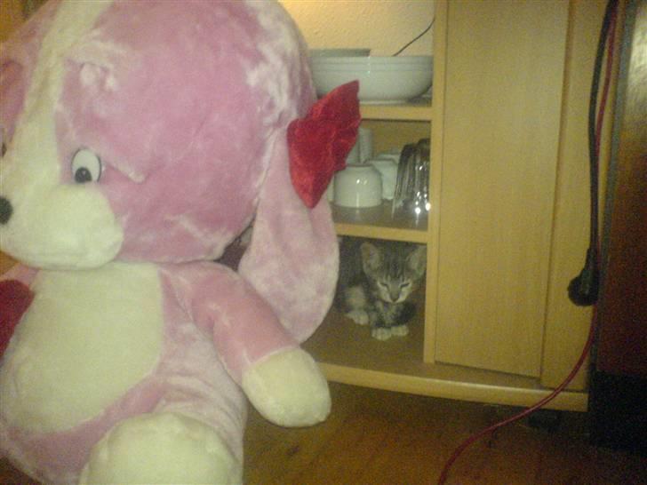 Huskat Cirkeline *Givet væk* . - Kan du finde mig ?? billede 4