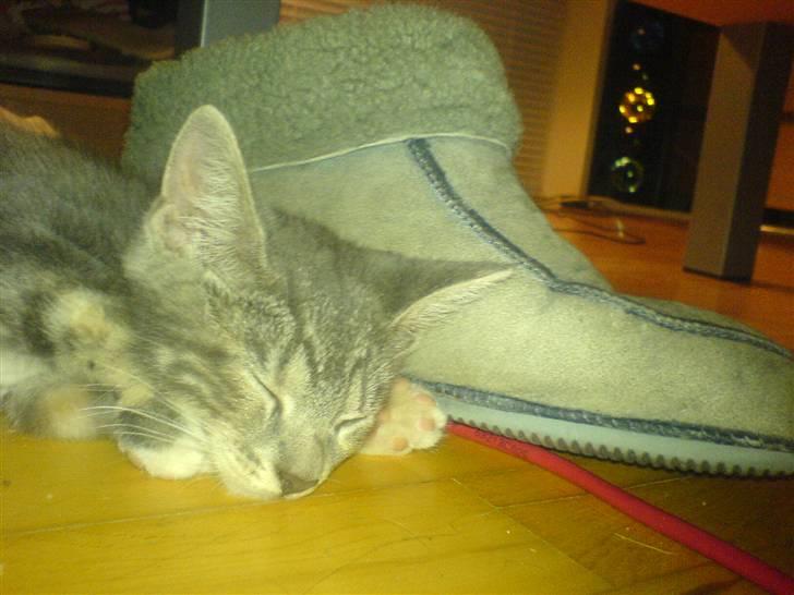 Huskat Cirkeline *Givet væk* . - Nøjs de er dejlige at ligge op a ! billede 6